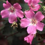 Lavatera pink mountain