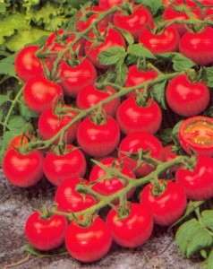 tomates carises