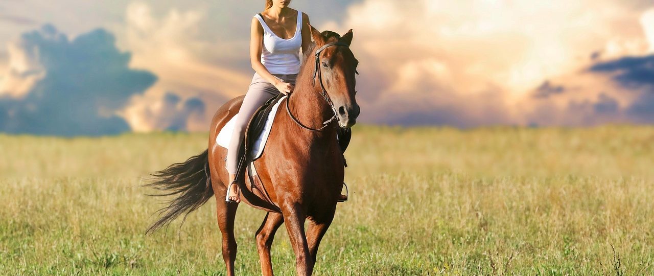 abri cheval