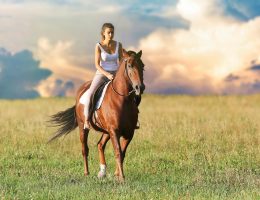 abri cheval