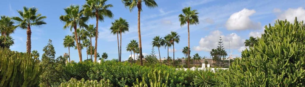 les îles Canaries