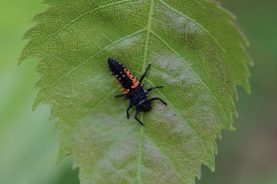 Insectes de France : macro-photographie