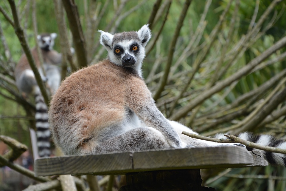 Ile-en-ile : Guide de voyage dans les îles : Visitez madagascar