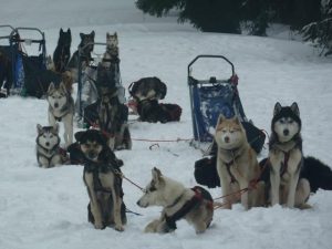 Chiens de Traineau en Vassieux en Vercors