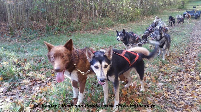 Chiens-traineau : pour des balades à Vassieux en Vercors