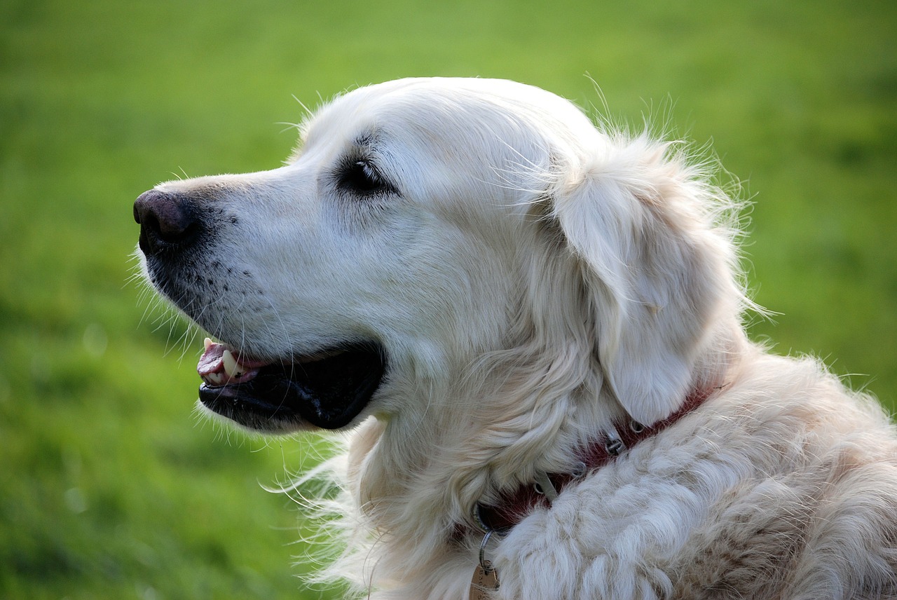Actiplant’3 : un meilleur collier anti-puce pour chien