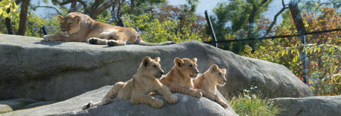 Zoo de Vincennes : découvrez enfin ses secrets
