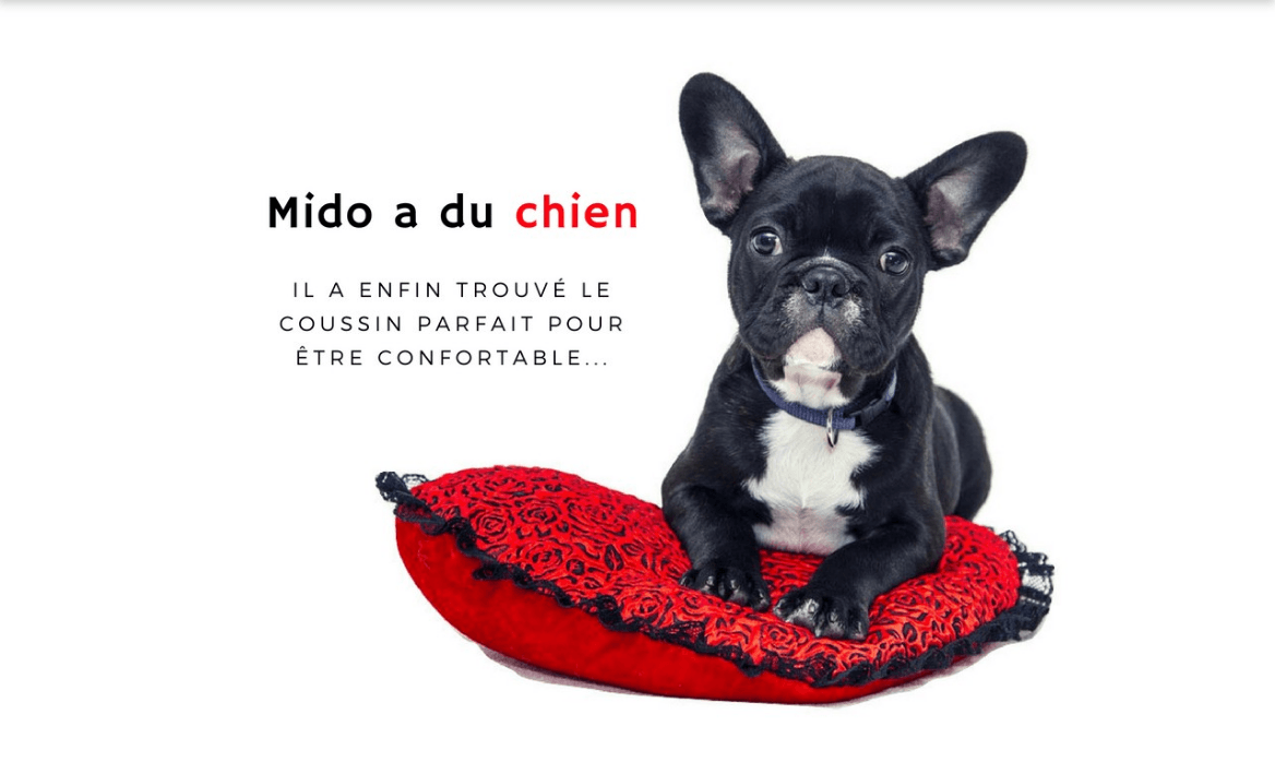 Nomdunepatte : nourriture et produits en ligne pour chiens