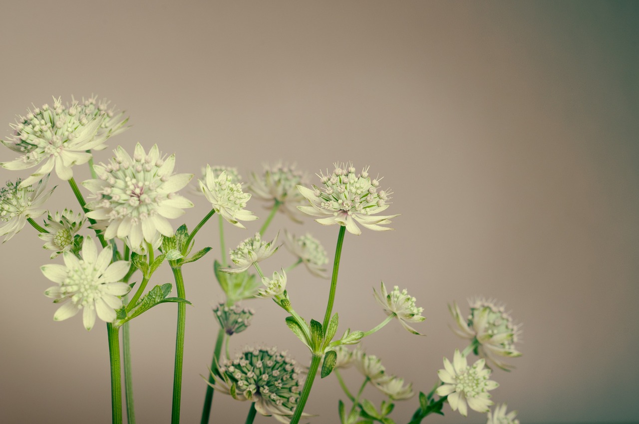 Eric Fleurs : fleuriste à Nice depuis 2016