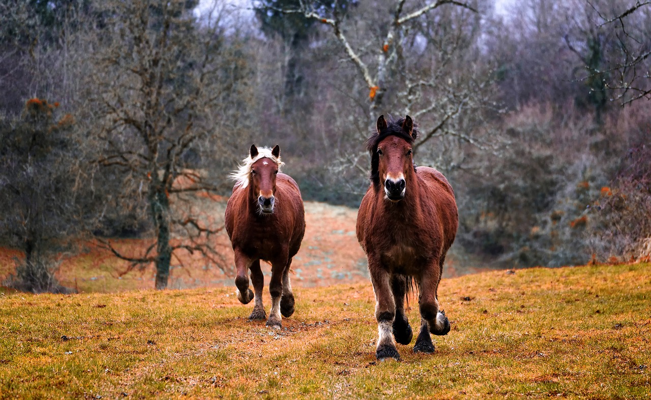 Pyc-rental : transport de chevaux en Belgique et à l'international