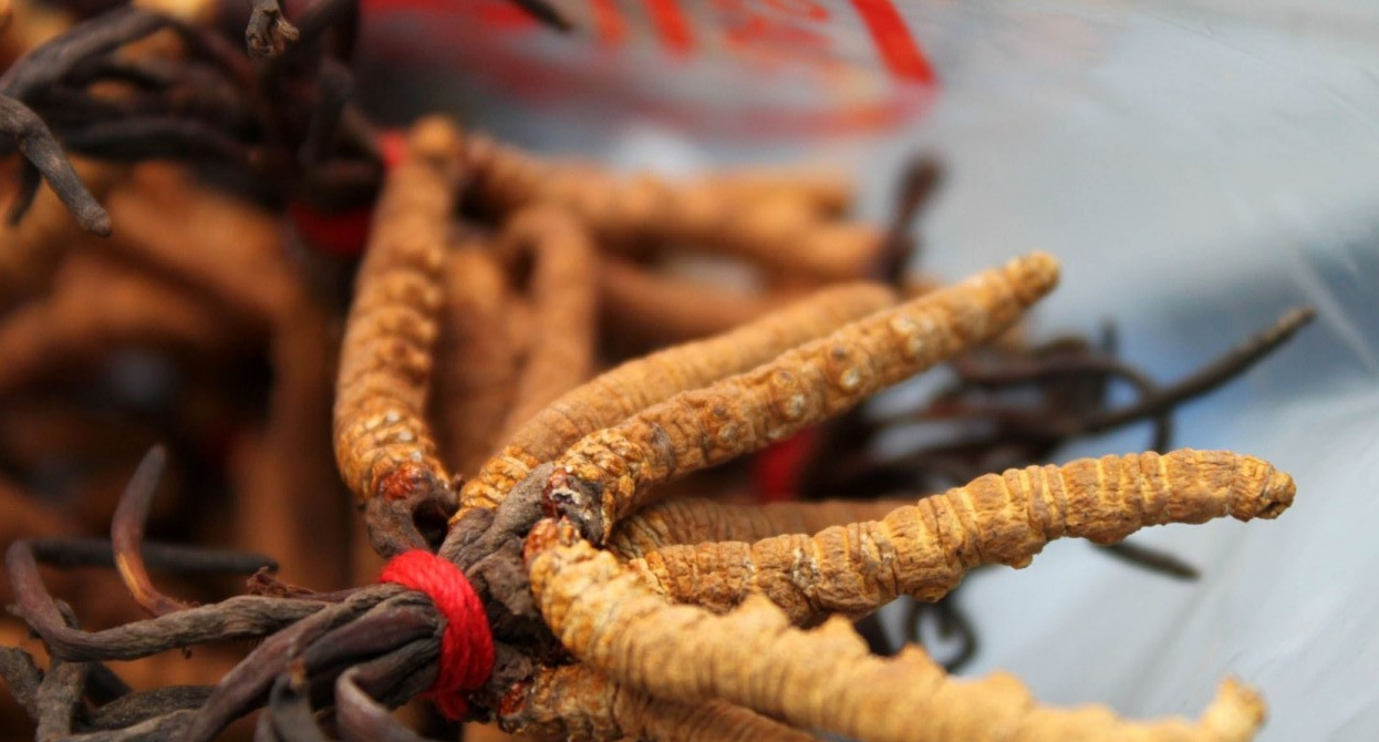 Cordyceps Sinensis : champignon aux vertus thérapeutiques