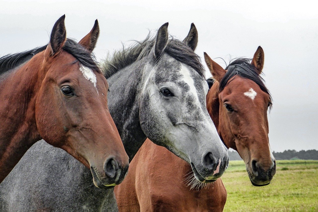 Codimex-Horse : compléments alimentaire pour chevaux