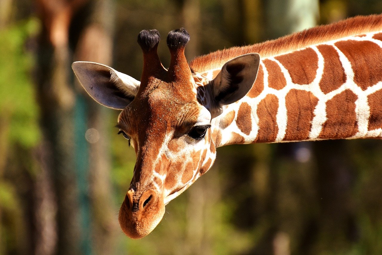 Zoobelgique : informations sur les parcs animaliers belges