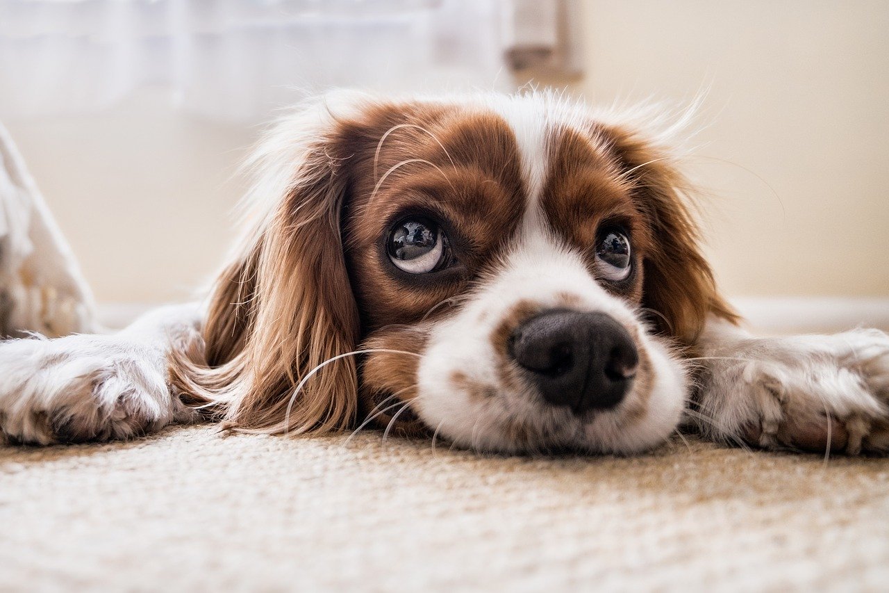 Assur O’Poil : assurer son chien et son chat