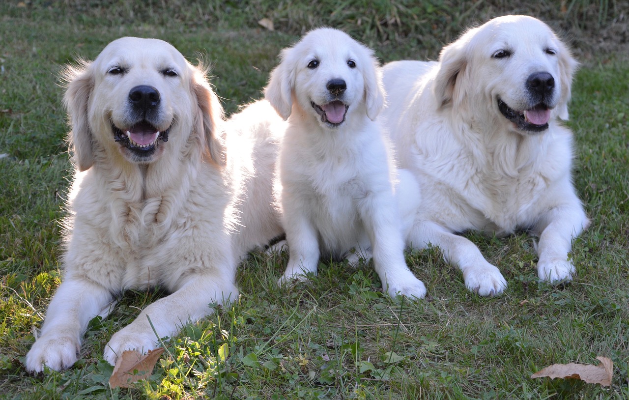 Chiens Guides Ouest : association des chiens guides d'aveugles