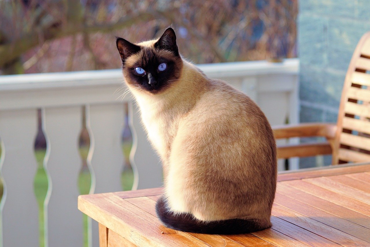 Assurance.chat : tout savoir sur l’assurance pour chat