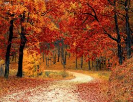 Souffleur-broyeur : comparateur des meilleurs souffleurs de feuilles