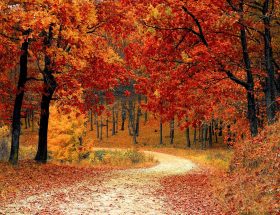 Souffleur-broyeur : comparateur des meilleurs souffleurs de feuilles