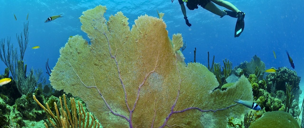 Aquamonde-magazine : océan et plongée sous-marine