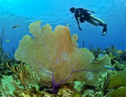 Aquamonde-magazine : océan et plongée sous-marine