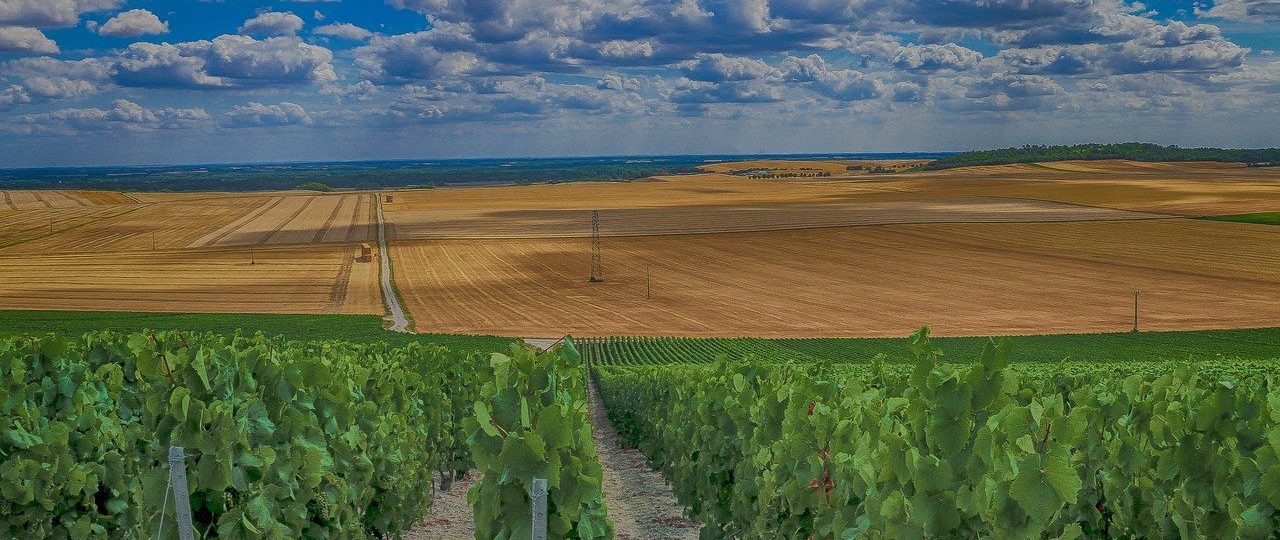 Voyageagricoleviticole : visiter les terroirs de France