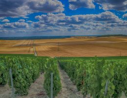 Voyageagricoleviticole : visiter les terroirs de France
