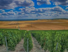 Voyageagricoleviticole : visiter les terroirs de France