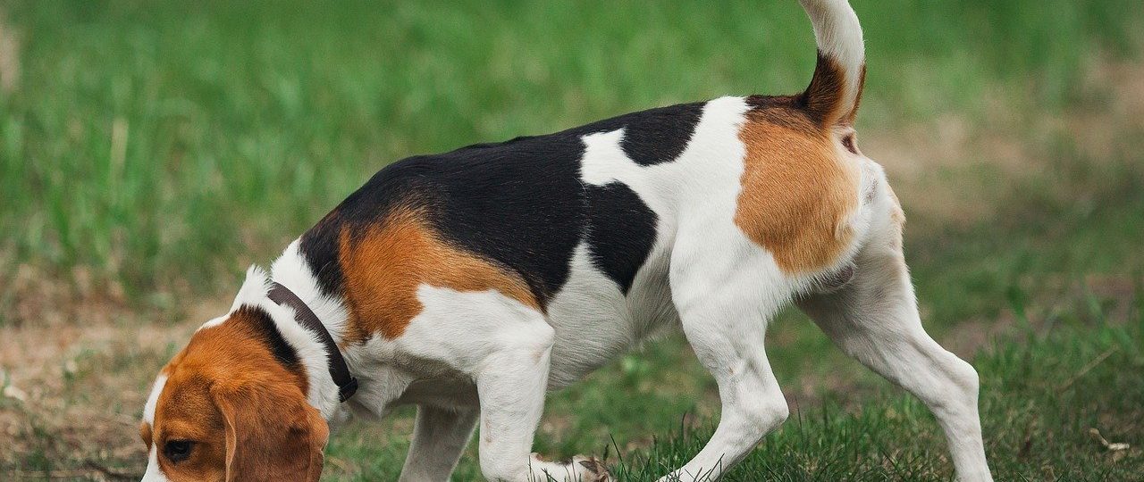 Chiens-de-chasse : tout l'univers du plus fidèle des compagnons