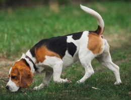 Chiens-de-chasse : tout l'univers du plus fidèle des compagnons