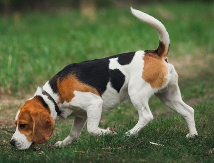 Chiens-de-chasse : tout l'univers du plus fidèle des compagnons