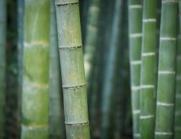 Caliquo : brosse à dents écologiques