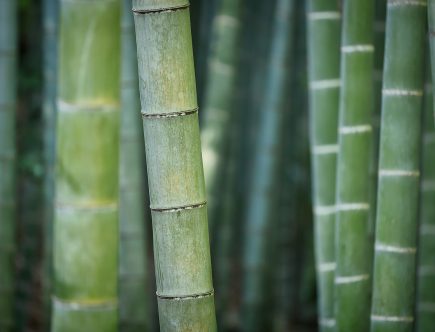 Caliquo : brosse à dents écologiques