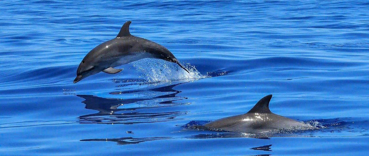 Planetedauphins : excursion bateau en Martinique