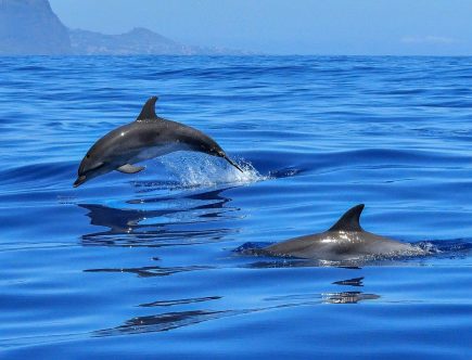 Planetedauphins : excursion bateau en Martinique
