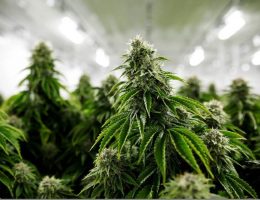 Swissbotanic : boutique de CBD de qualité premium en Suisse