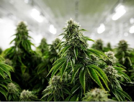 Swissbotanic : boutique de CBD de qualité premium en Suisse
