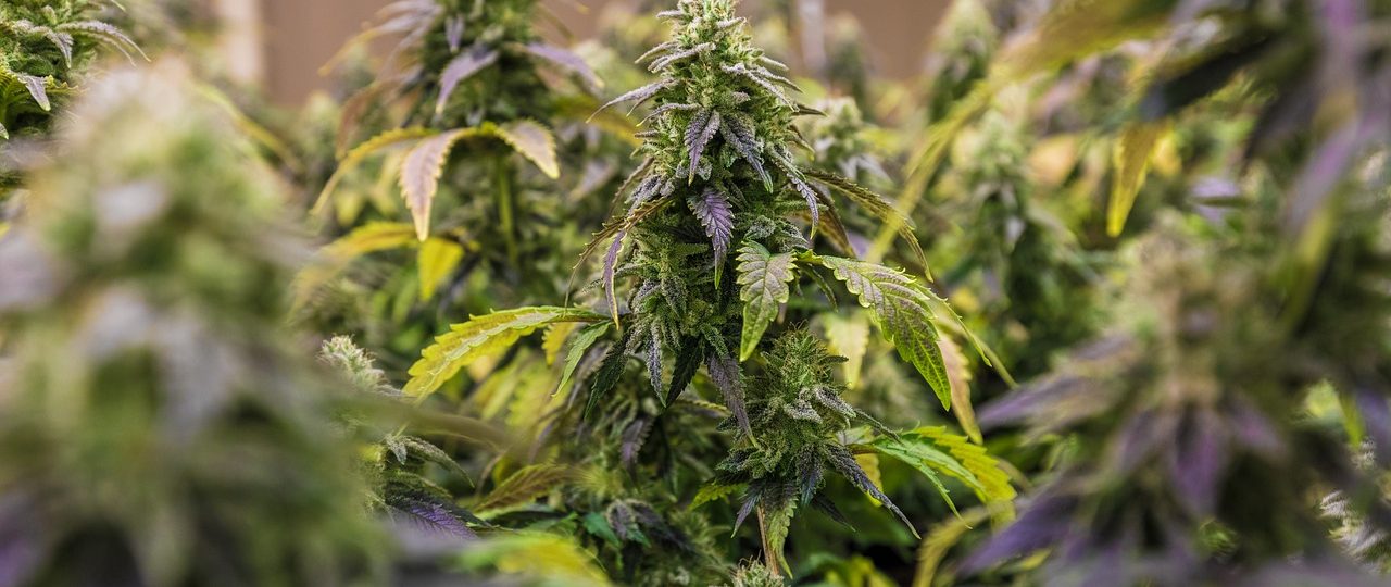 CBD : quels sont les meilleurs sites?