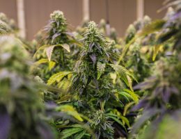 CBD : quels sont les meilleurs sites?