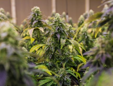 CBD : quels sont les meilleurs sites?