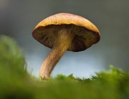 producteur champignon