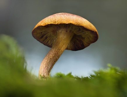 producteur champignon