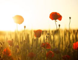 protection incontinence
